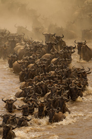 gnu